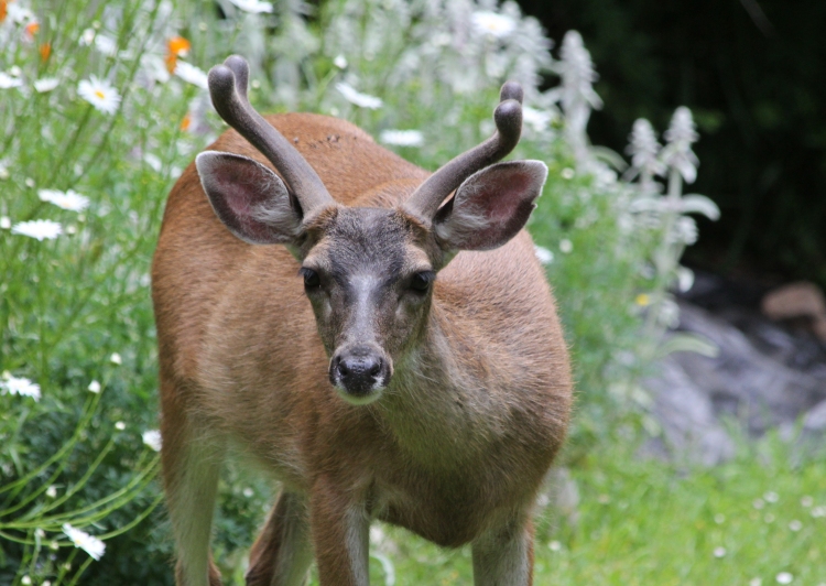 Two Year Old Buck